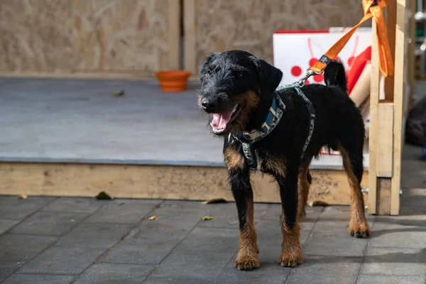 Duitse jager terriër zwart en bruin, deze kleine en winterharde honden werden gebruikt voor de jacht op dassen en vossen. — Stockfoto