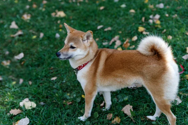 A rókához hasonló kutya Shiba inu. Séta az őszi erdőben. — Stock Fotó