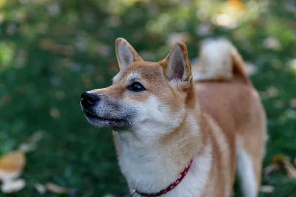 Un cane simile a una volpe è uno Shiba inu. Passeggiata nella foresta autunnale . — Foto Stock