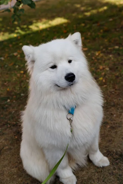 Büyük, tüylü, beyaz Samoyed bir köpeğin portresi. — Stok fotoğraf