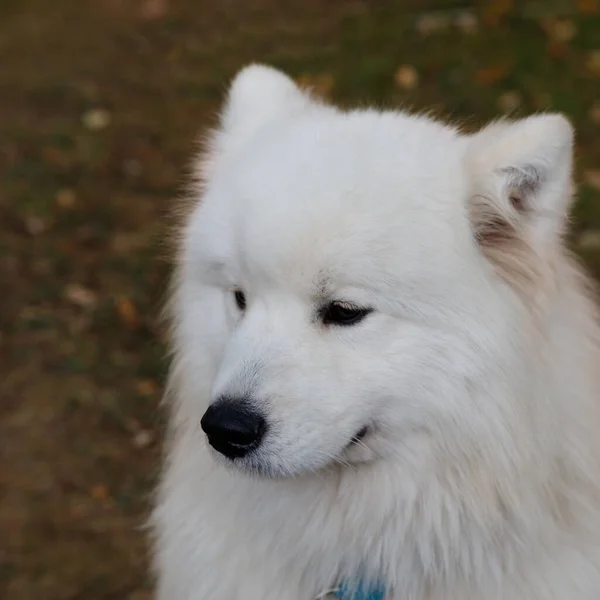 Büyük, tüylü, beyaz Samoyed bir köpeğin portresi. — Stok fotoğraf