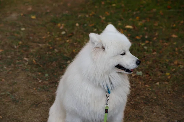 Retrato de um grande cão branco fofo Samoyed — Fotografia de Stock