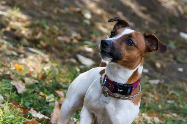 Jack Russell Terrier szczeniak spacery w jesiennym parku — Zdjęcie stockowe