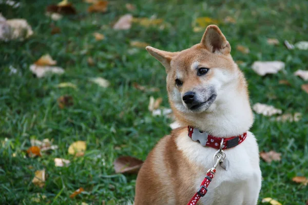 Un perro similar a un zorro es un Shiba inu. Caminar en el bosque de otoño . —  Fotos de Stock