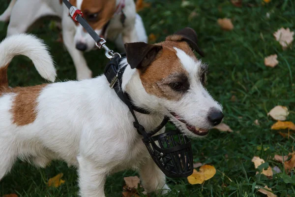 Jack Russell Terrier szczeniak spacery w jesiennym parku — Zdjęcie stockowe