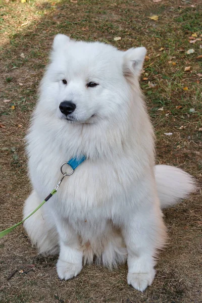 Portret dużego puszystego białego samobieżnego psa — Zdjęcie stockowe