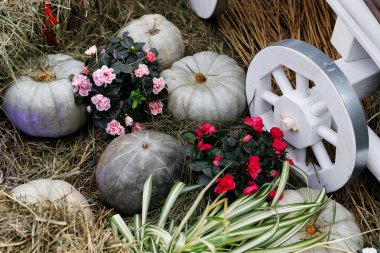 Kuru Çimenlerde Büyük Gri Balkabakları - Şükran Günü ve Sonbahar Arkaplanı