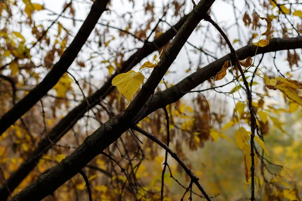 Eine Nahaufnahme von gelben Blättern, die an einem Baum mit einigen getrockneten braunen Grashalmen hängen. Herbstliche Textur. — Stockfoto