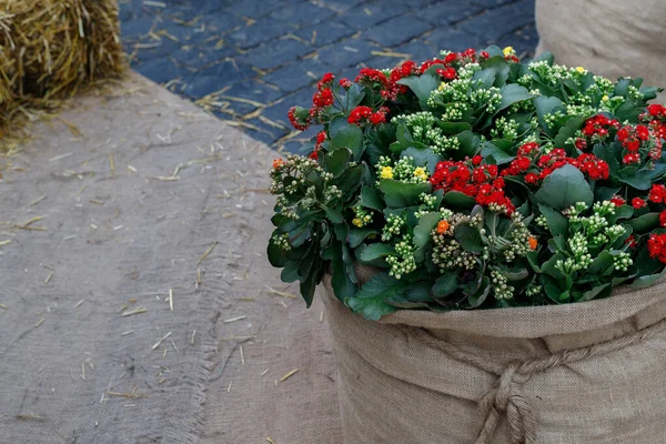Kalanchoe Noel Fabrikası çuval bezine sarılmış. Güzel sarı, turuncu, koyu kırmızı çiçek yaprakları açar..