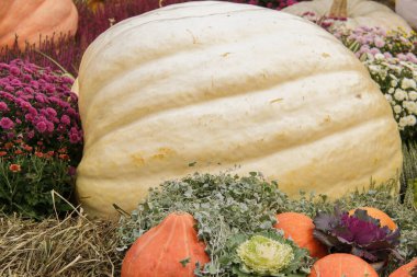 Büyük, açık sarı bir balkabağı. Şükran Günü ve Cadılar Bayramı için arka plan..