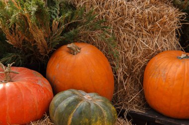 Birçok farklı balkabağı yakınlarda kuru otların üzerinde yatar.