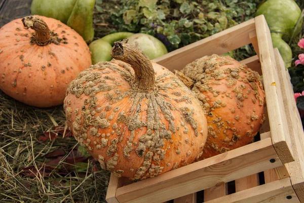 Orange Pumpkins on Dry Grass - Thanksgiving and Autumn Background — ストック写真