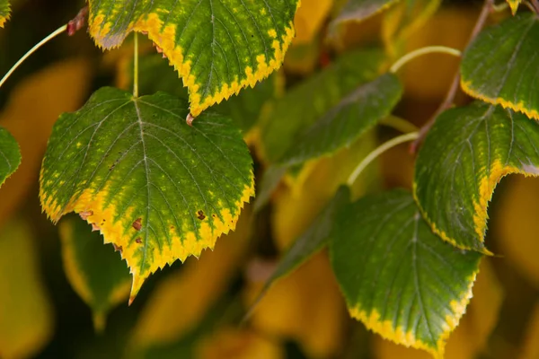 Foglie verdi con un bordo giallo sparato primo piano. Giorno di ottobre nel parco. Texture autunnale . — Foto Stock