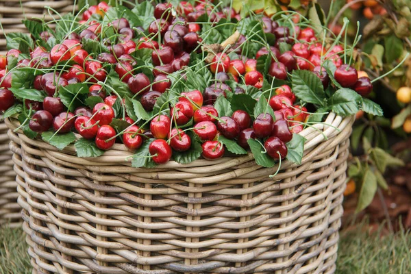 Les fruits brillants des cerises rouges appétissantes se trouvent dans une osier d'un panier de vigne . — Photo
