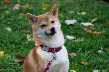 Tilkiye benzeyen bir köpek bir Shiba inusudur. Sonbahar ormanında yürü.