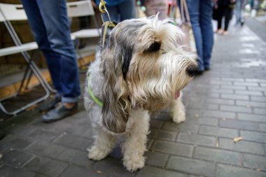 Köpeklerin köpek portresi vardır.