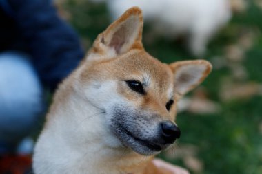 Tilkiye benzeyen bir köpek bir Shiba inusudur. Sonbahar ormanında yürü.
