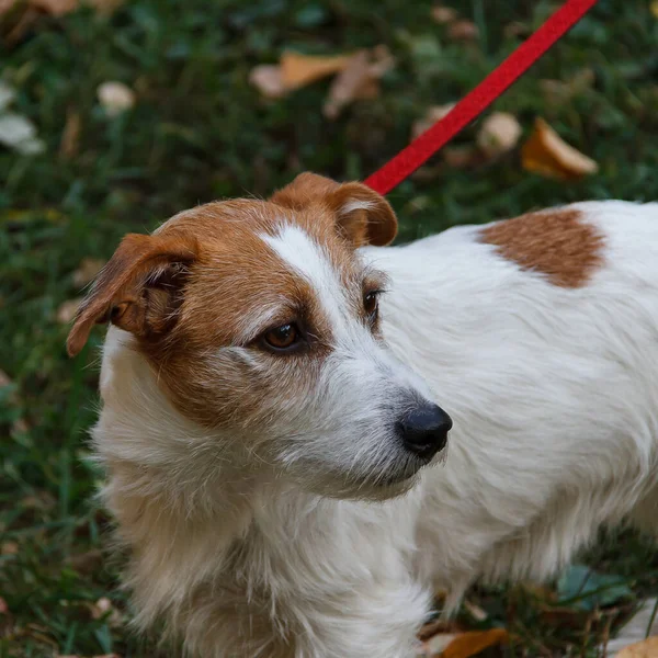 Jack Russell Terrier paseos en el parque de otoño —  Fotos de Stock