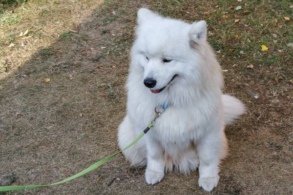 Retrato de um grande cão branco fofo Samoyed — Fotografia de Stock