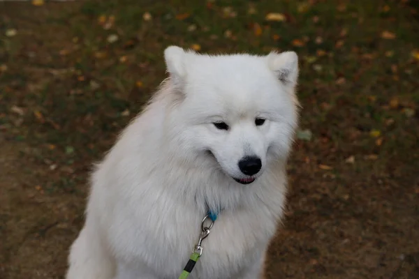 Portrét velkého načechraného bílého Samojeného psa — Stock fotografie