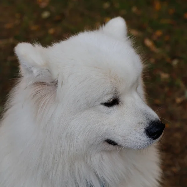 Retrato de un gran perro blanco esponjoso Samoyedo —  Fotos de Stock