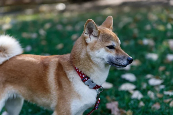 Un chien semblable à un renard est un Shiba inu. Promenade dans la forêt d'automne — Photo
