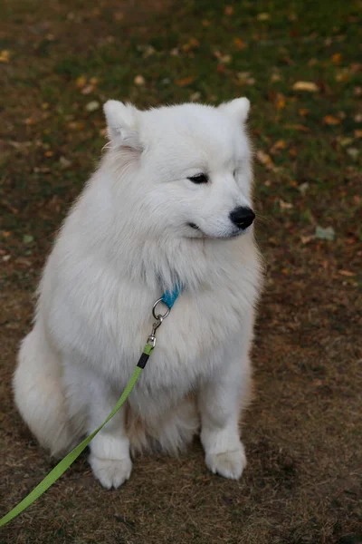 Portret dużego puszystego białego samobieżnego psa — Zdjęcie stockowe