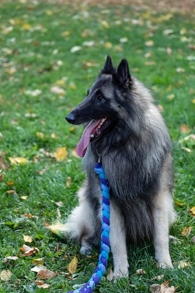 Köpek, Belçikalı Çoban Tervuren ormanda — Stok fotoğraf