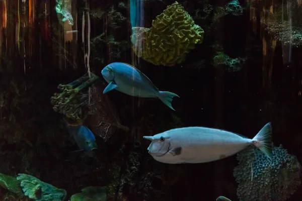 커다란 수족관에 있는 화려 한 물고기들 — 스톡 사진