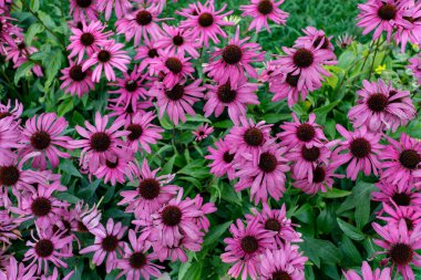 Pembe pirethrum mu, yoksa Pers papatyası latte mi? Pyrethrum Roseum 'u yakın plan