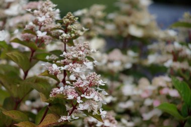 Bahçedeki beyaz ortanca Hortensiya çiçeği