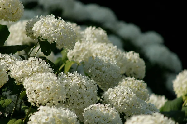 Bloesem van witte hortensia Hortensia in een tuin — Stockfoto