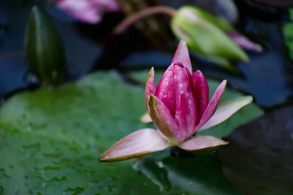 Nice image of a pink liiy flower in a pond. — Stock Photo, Image