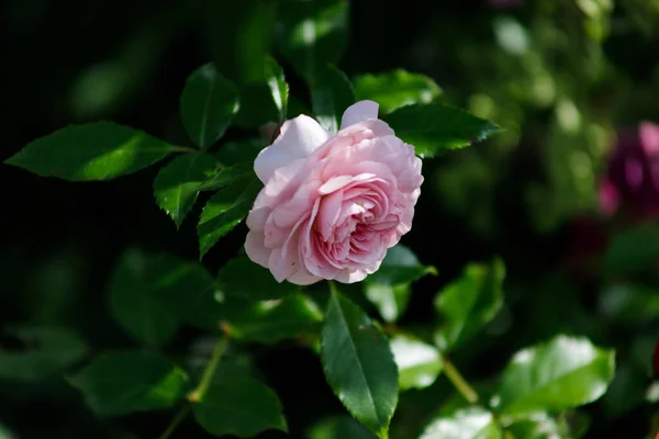 Piękny słoneczny abstrakcyjny naturalny zielony bokeh. Bokeh tło z krzewu róży w lecie. Jasny okrągły zielony bokeh od drzewa w parku lasu — Zdjęcie stockowe