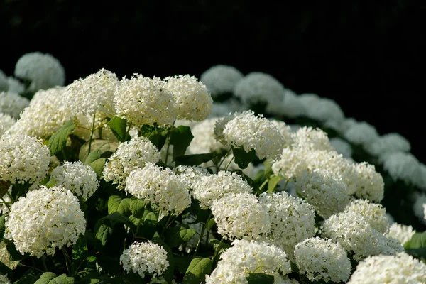 Blossom of white Hydrangea Hortensia in a garden — Stock Photo, Image