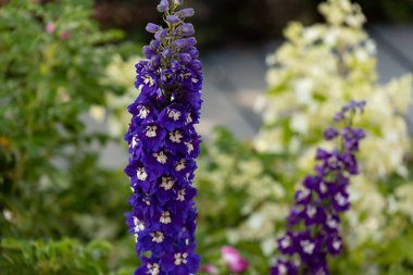 Mavi Delphinium çiçekleri yakın çekim makrosu