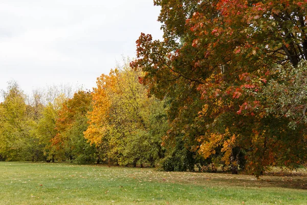 Φθινοπωρινό πάρκο. Συλλογή από όμορφα πολύχρωμα φθινοπωρινά φύλλα διαφορετικών χρωμάτων — Φωτογραφία Αρχείου