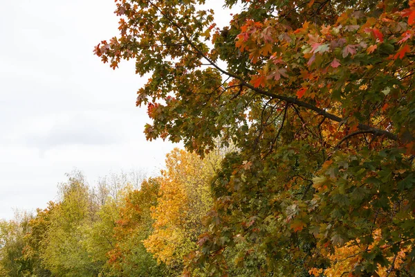 Herbstpark. Sammlung von schönen bunten Herbstblättern in verschiedenen Farben — Stockfoto