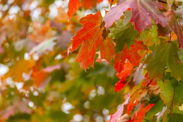 Herbstlicher Schmuck, Blätter des Ahorns — Stockfoto