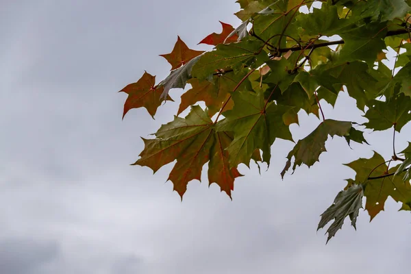 Herbstlicher Schmuck, Blätter des Ahorns — Stockfoto