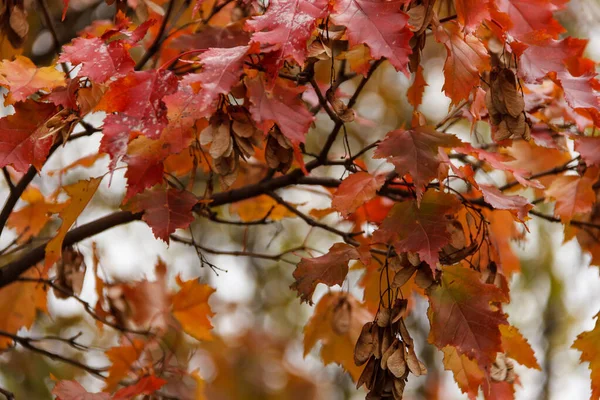 Herbstlicher Schmuck, Blätter des Ahorns — Stockfoto