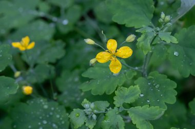 Antikanser özelliklerine sahip önemli bir şifalı bitki olan sarı çiçekli Chelidonium Majus Avrupa ormanlarında yetişir. Alternatif tıp konsepti