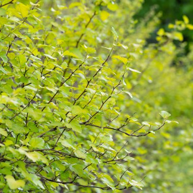 Yazın arka planda doğal yeşil bitkiler manzarası, ekoloji, taze duvar kağıdı kavramını kullanarak bahçede yeşil yaprağın bulanık yeşil arkaplan üzerindeki yakın doğa görüntüsü ve metin için kopyalama alanı.