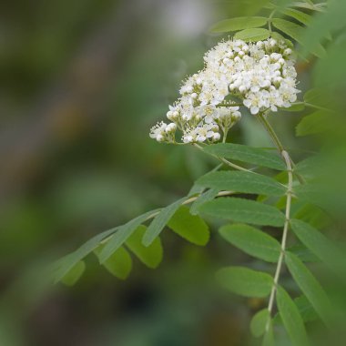 Vahşi Sorbus, Kızıl Rowan ve dağ dişbudak ağacı baharda çiçek açar. Güneşli bir günde güzel, yumuşak bir çiçek. Taze yeşillik. Romantik doğal çiçek arkaplanı. Canlı renklerde..