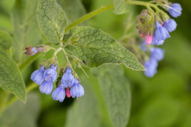 Borage, Borago officinalis, önemli bir tıbbi ve tıbbi bitkidir. Bitki ayrıca Frankfurt yeşil sosunda da kullanılır..