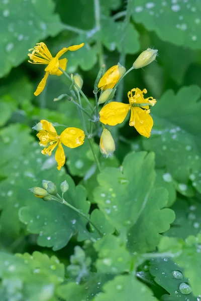 Fleurs Jaunes Chelidonium Majus Une Plante Médicinale Importante Aux Propriétés — Photo