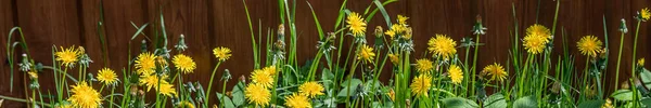 黄色のタンポポが咲く自然背景 夏の草原にタンポポの花 バナーだ コピースペース — ストック写真