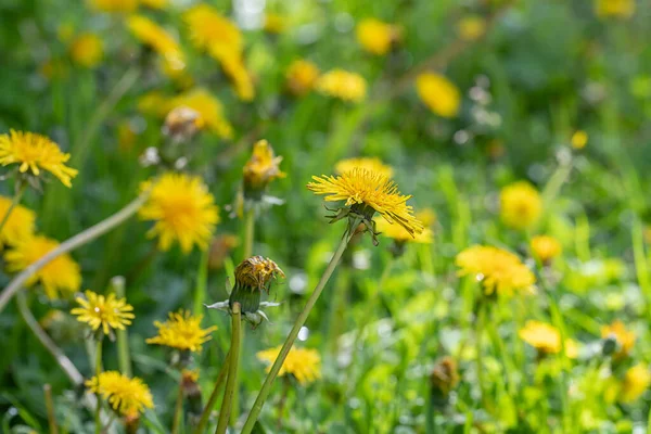 Nature Background Blooming Yellow Dandelions Dandelions Flower Summer Meadow Banner — Stock Photo, Image