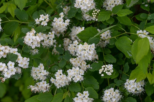 Schöner Blühender Zweig Des Weißdorns Eine Nützliche Pflanze Die Der — Stockfoto