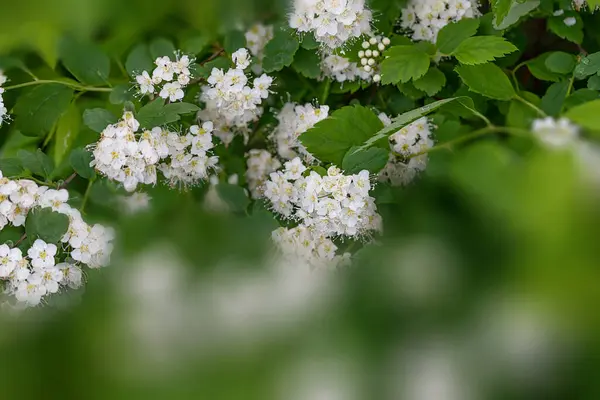Krásná Kvetoucí Větev Hlohu Užitečná Rostlina Používaná Lidovém Lékařství — Stock fotografie